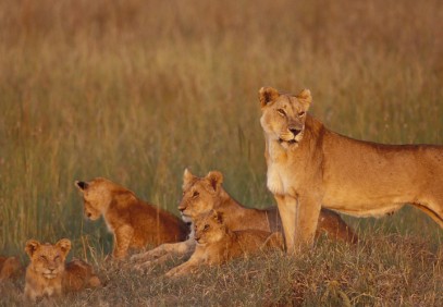 8-Day Tanzania Holistic Safari