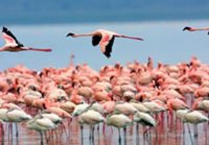 4-Day Mara & Nakuru Budget Camping Safari
