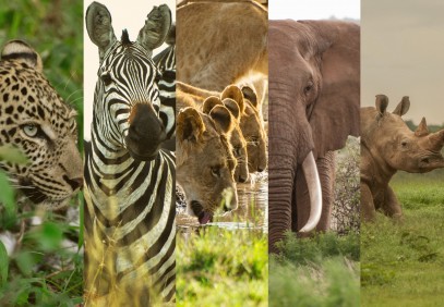 Kenya Ultimate Big Game Safari