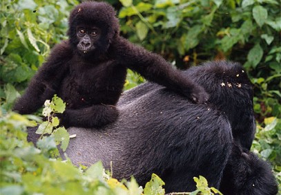 5-Day Gorilla & Chimpanzee Trekking Safari