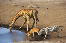 Kruger, Lesotho & Swaziland Group Tour