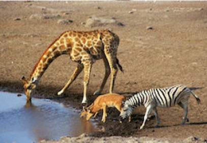 Kruger, Lesotho & Swaziland Group Tour