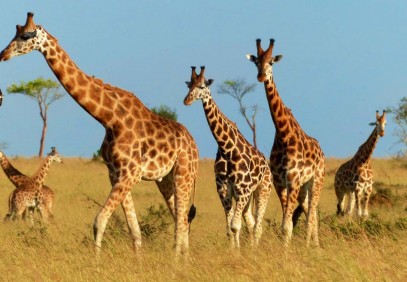 Murchison Falls National Park Safari