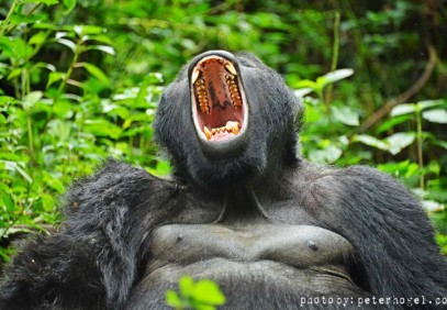 Uganda & Rwanda Expedition