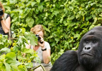 3-Day Gorilla Trekking Safaris