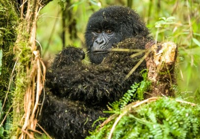 3-Day Gorilla Trekking in Bwindi