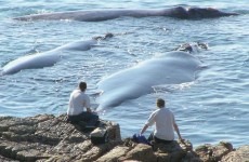 Cape Town Whales & Garden Route