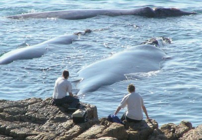Cape Town Whales & Garden Route