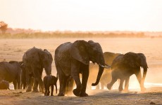 12 Day Ultimate Zimbabwe Safari