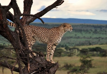 Classic Kenya Blissful Adventure