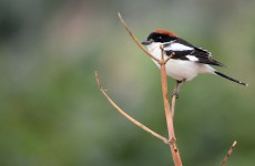 Bird Watching in Jordan