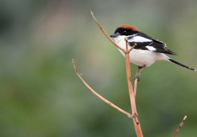 Bird Watching in Jordan