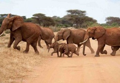6 Day Kenya Budget Safari