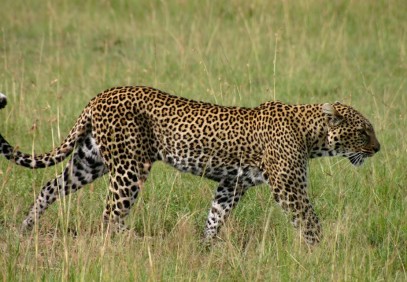 Classic Kenya Wildlife Safari