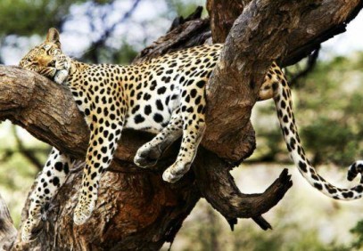 10-Day Kenya Photographic Safari