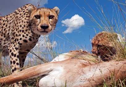 3-Day Masai Mara Budget Group Safari