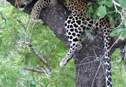 12-Day Kenya and Tanzania Budget Group Safari