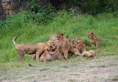 Best of Kenya and Tanzania Budget Safari