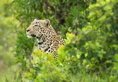 Safari Adventure in Los Llanos