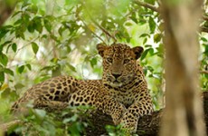 Wild Sri Lanka In A Nutshell