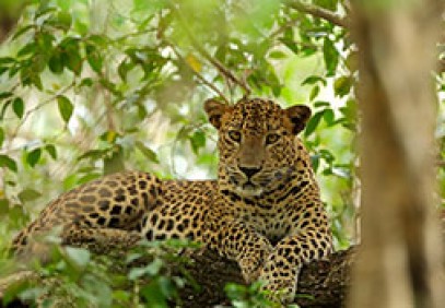 Wild Sri Lanka In A Nutshell