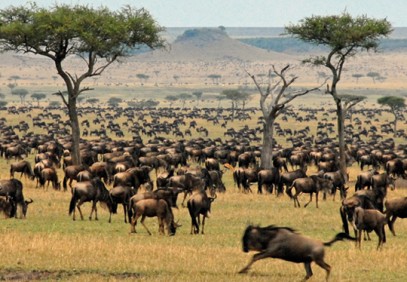 7-Day Maasai Mara Great Wildebeest Migration