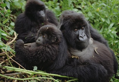 Trekking Mountain Gorillas, Chimpanzees and Golden Monkeys
