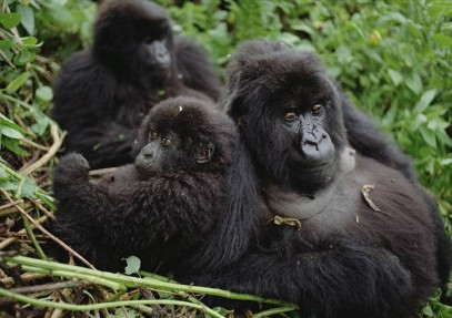 Trekking Mountain Gorillas, Chimpanzees and Golden Monkeys