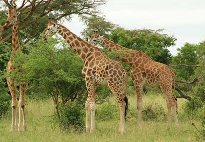 Murchison Falls National Park