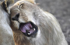 Best of Botswana Safari