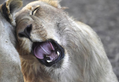 Best of Botswana Safari