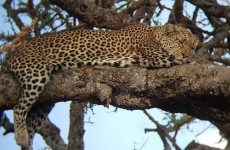 10-Day Signature Epic Wilderness Safari