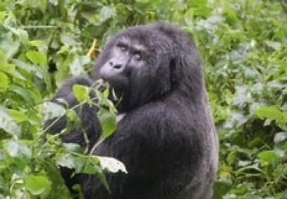 Beautiful World of the Ugandan Mountain Gorillas