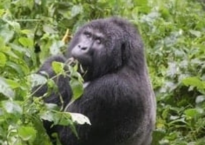 Beautiful World of the Ugandan Mountain Gorillas