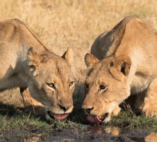 9-Day Best of Zimbabwe Experience