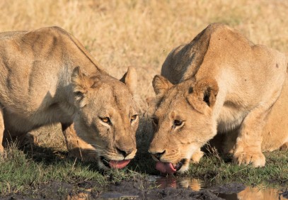 9-Day Best of Zimbabwe Experience
