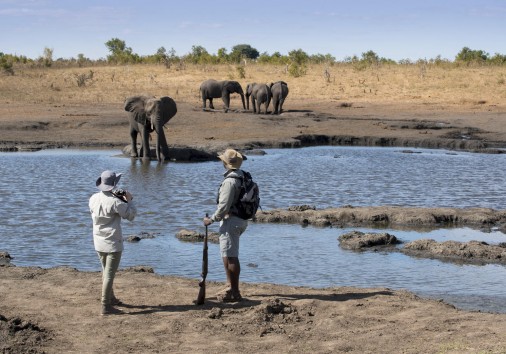 Somalisa Expeditions Hwange National Park Zimbabwe Walking Safari With Elephants 14