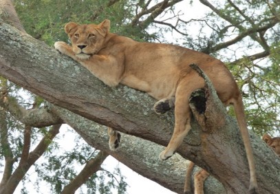Queen Elizabeth Wildlife Safari