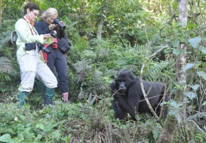 5-Day Bwindi Gorilla Trek and Queen Elizabeth Safari
