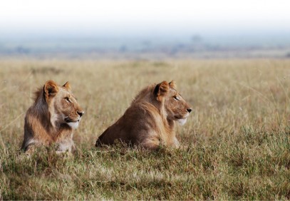 Murchison Falls Safari