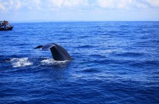 Wild World of Sri Lanka VI