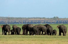 The Big Trip: Wild World of Sri Lanka IV