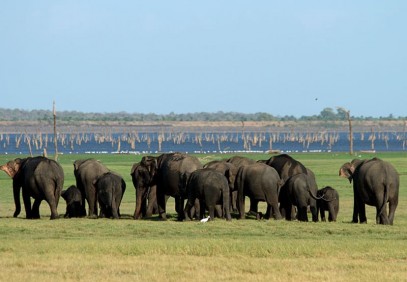 The Big Trip: Wild World of Sri Lanka IV