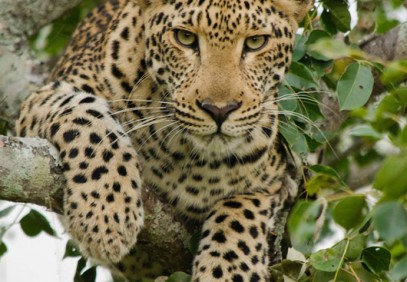 Wildlife Photography and Conservation