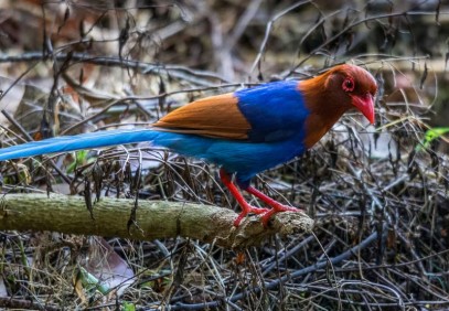 Wildlife Photography Tour Of Sri Lanka