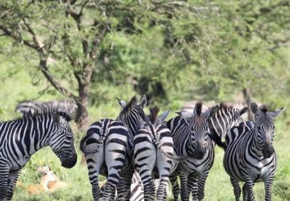 6-Day Uganda Wildlife Safari with Gorillas