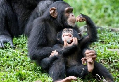 Chimpanzee Trekking and Game Drives