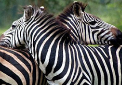 Kidepo Valley National Park Uganda