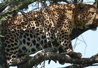 3-Day Masai Mara Group Safari