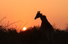 South Africa Spectacular